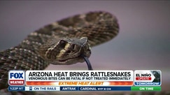 Scorching temperatures across the Southwest cause rattlesnake snake surge in Arizona