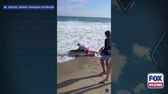 Watch: Fisherman reels in great white shark off Nantucket