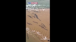 Watch: Eel migration puts on a wild, wiggly show on Australia beach