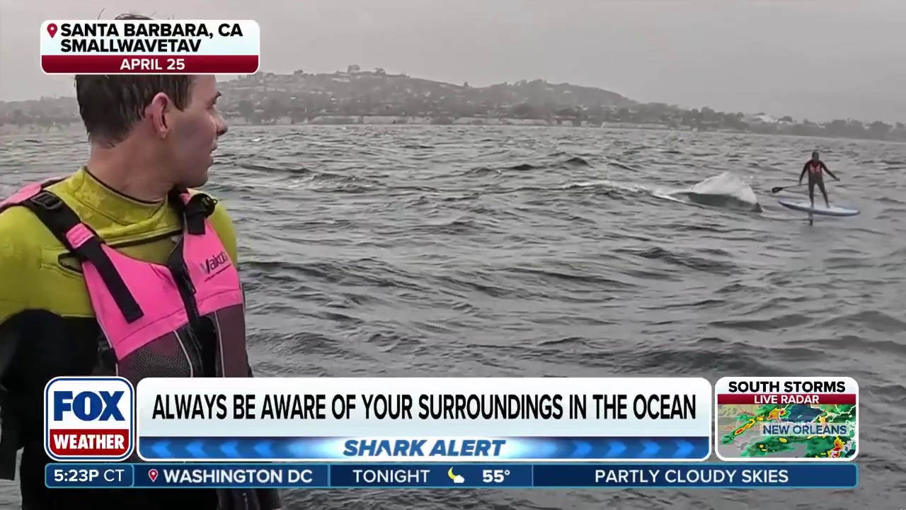 Two hydrofoilers recount moment great white shark trailed them off California Coast