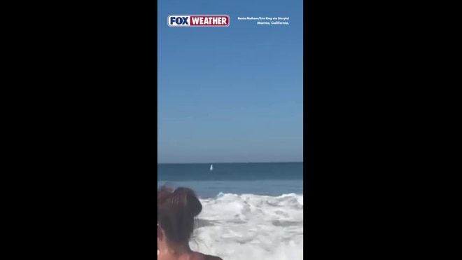 Watch: Massive shark leaps out of California waters