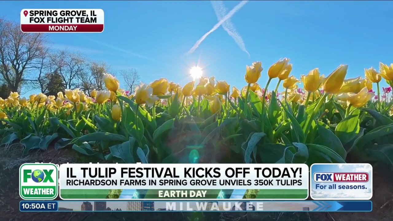 Co-owner of Illinois farm joins FOX Weather to highlight the state's tulip festival 