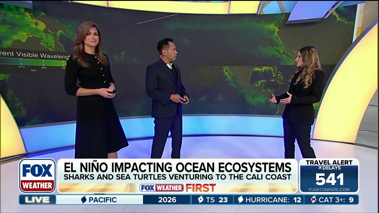 Watch El Niño’s warm waters bring unusual marine life to California ...