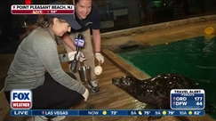 New Jersey aquarium provides perfect Plan B to Memorial Day weekend washout 