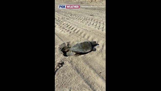 The first-ever recorded natural nesting for a sea turtle on the West Coast
