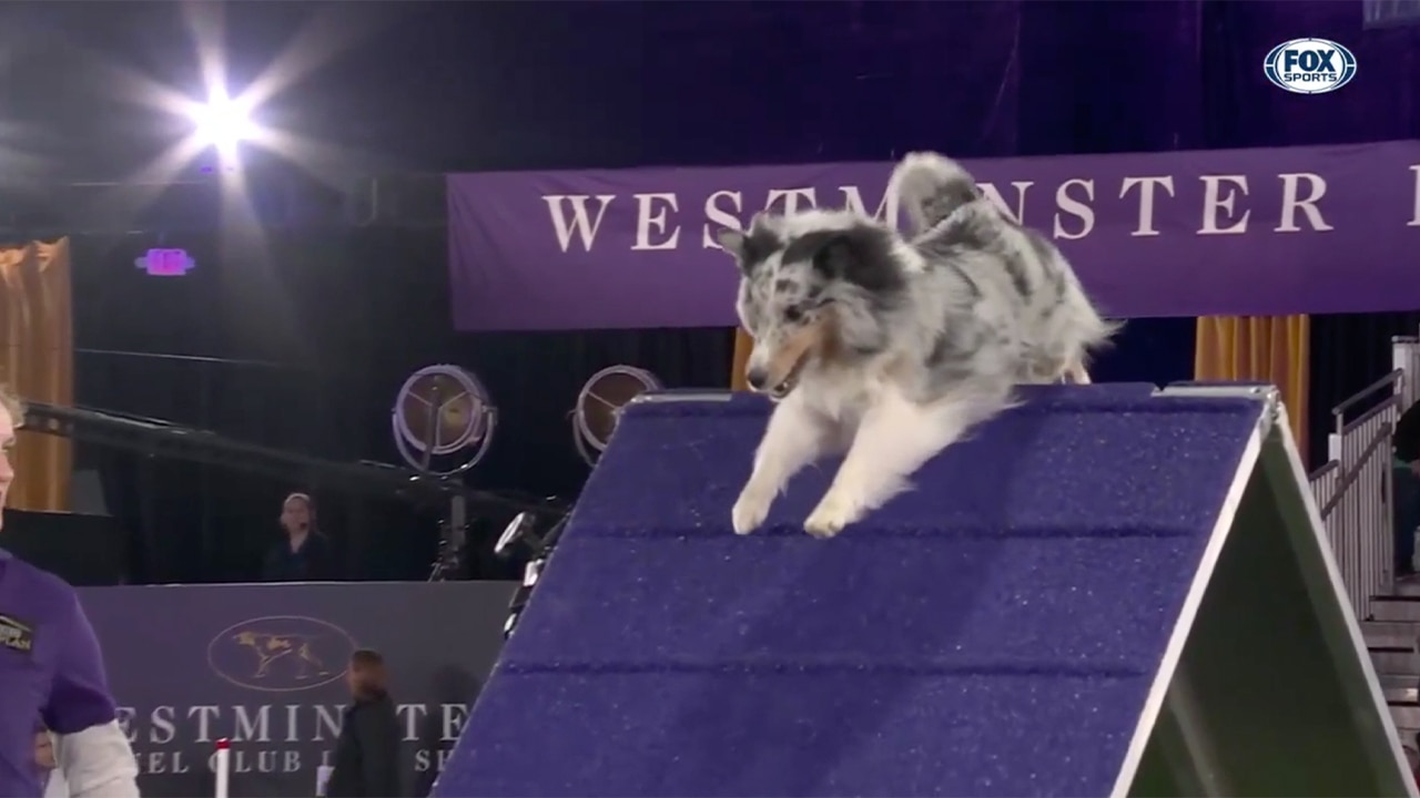 Bee, the Shetland Sheepdog, wins the 16" class at the 2022 WKC Masters Agility